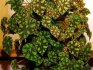 Begonia decoravno-de foioase