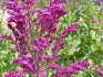 Általános információk a Salvia Dubravnáról