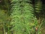 Forest horsetail