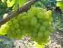 Other Popular Table Grapes