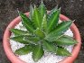 Useful properties of agave
