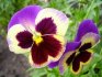 Viola květina