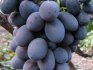General information about grapes