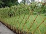 Willow hedge