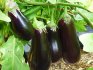Characteristics of eggplant