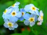 Forget-me-not swamp