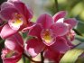 Orchideje: obecné informace