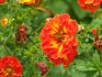 Types and varieties of Potentilla