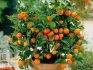 Stablo mandarine iz kosti