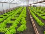 Features of planting lettuce