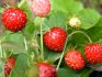 Other ways to breed strawberries