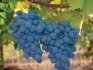 Az üvegházi szőlőtermesztés előnyei