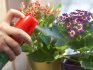 Pest control of indoor plants