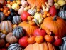 General information about pumpkin