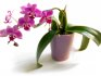 Orchids - features and best varieties