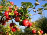 Kako saditi drvo jabuke