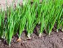 Growing onions for greens in the open field