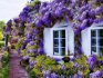 A wisteria növekvő körülményei