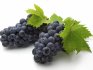 Early grape varieties: species characteristics
