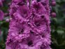 Features of the New Zealand delphinium
