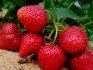Materials for mulching strawberries: types and description