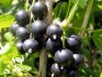 How to grow currants