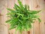 Creating conditions for fern growth at home
