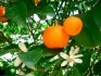 Care este diferența dintre mandarina interioară și cea sălbatică