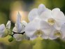 Péče o orchideje během kvetení