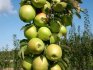 أفضل أنواع أشجار التفاح العمودي ، وخصائصها