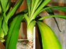Cauze de îngălbenire și uscare a frunzelor în yucca