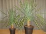 Dates of reproduction, planting and transplanting Dracaena