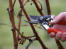Tavaszi szőlő metszése: feltételek és szabályok