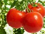 Tomate Perseus: descrierea soiului