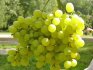 Description of the grape variety, its benefits