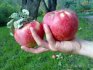 Odrůda Apple Aport