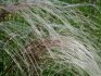 The feather grass is beautiful