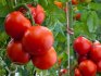 ملامح زراعة الطماطم في دفيئة