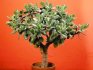 The money tree only grows up: why and what to do