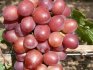 Variegated Grapes