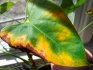 Anthurium leaves turn yellow