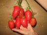 أسطورة الطماطم تاراسينكو