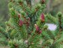 Spruce (Omorika)