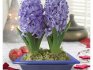 Home hyacinth