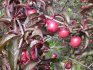 Red-leaved plum