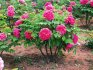 Tree peony - structural features