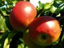 Popis odrůdy jabloní "Zhigulevskoe"