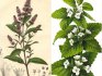 How to distinguish mint from lemon balm in appearance?