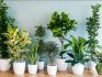 Unpretentious indoor plants