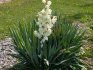 Yucca in the open field